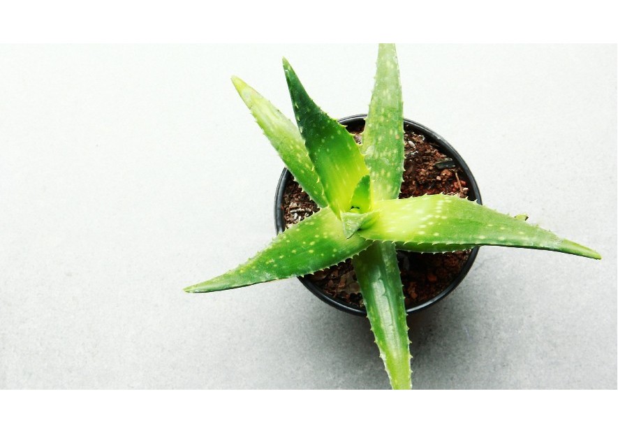 L'Aloe Vera: la pianta della salute